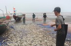 Nam Định nỗ lực tái tạo và bảo vệ nguồn lợi thủy sản