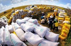 Dự báo sản lượng gạo Trung Quốc giảm hơn 3 triệu tấn trong năm 2023, cơ hội lớn các DN Việt Nam