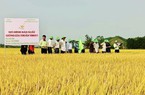 TBR97 bội thu, nông dân Bình Định phấn khởi