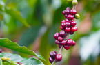 Giá Robusta tăng vững, Arabica đảo chiều, cà phê nội tăng giá tiếp