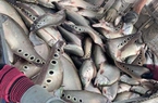 Một loại cá ngon ở Hậu Giang đang từ 100.000 đồng/kg giảm còn có 70.000 đồng/kg, vì sao nông dân vẫn lãi?