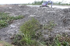 Thừa Thiên Huế: Xác định thiệt hại vụ 0,72ha rừng ngập mặn bị phá 