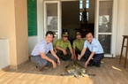 Thừa Thiên Huế: Người dân bắt được cá thể vích quý hiếm nặng 35 kg