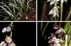 Phát hiện loài thực vật mới ở rừng nguyên sinh cực tây Việt Nam, hoa đẹp lại có giá trị dược liệu