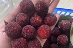 Thanh mai Trung Quốc giá hơn 200.000 đồng/kg, nhập không kịp bán