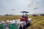Dấu hiệu tích cực cho ngành lúa gạo Việt Nam