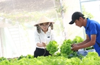 Khách nườm nượp đến săn rau sạch lại ngon tại TP.Nha Trang