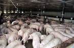 Chủ tịch TT-Huế yêu cầu kiểm tra, xử lý nghiêm tình trạng sử dụng chất cấm trong chăn nuôi 