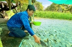 Đàn cá hoang ùn ùn kéo tới con kênh ở An Giang đòi ăn chuối chín, cả làng đến xem, thay nhau chăm sóc