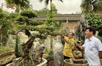 Trồng cây cảnh thế lạ, dáng độc, nông dân đất Chờ của Bắc Ninh có tài sản tiền tỷ