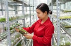 Mỗi tháng bán 10.000 cây lan cấy mô, chị nông dân ở Tây Ninh nhẹ nhàng thu 30 triệu đồng 