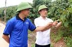 Đã có 110 thương nhân Trung Quốc đăng ký sang Việt Nam thu gom thứ trái cây sắp chín rộ