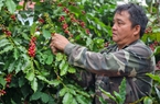 Thu hơn 4 tỷ USD một loại hạt dễ "gây nghiện", doanh nghiệp Việt tìm thêm chỗ đứng tại châu Âu