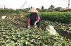 Hà Nội: Trồng lúa phập phù, chuyển sang trồng rau thơm nông dân thu tiền đều đều