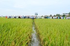 Thụy Hương 308 của Vinaseed "đẻ" khỏe, khóm to, bông dài, hạt trĩu, chống chịu sâu bệnh rất tốt