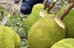 Vô miệt vườn Vĩnh Long tha hồ ăn trái cây ngon, xem dân bán mít Thái mà bất ngờ