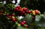 Giá cà phê giảm mạnh hai sàn, cà phê nội "bốc hơi" hơn 1.000 đồng/kg