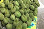 Ở nơi này của Vĩnh Long, người ta đang lập vườn ồ ạt trồng sầu riêng, trồng mít Thái, vì sao vậy?