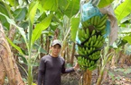 Chàng hotboy nông dân ở Long An trồng thứ cây bình dân mà thu tiền tỷ