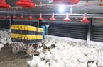 Nuôi gà công nghiệp ở Đồng Nai, sểnh ra một dịp lễ là lỗ 4.000-6.000 đồng/con