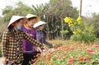 Vùng đất ở Long An ra ngoài là gặp đường hoa, nông thôn mới đẹp như mơ
