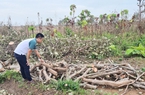Chặt bỏ hàng loạt thứ cây từng đem lại tiền bạc rủng rỉnh, nông dân Gia Lai đến khổ