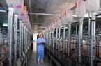 Giá lợn hơi sắp tới dự báo sẽ lên hay xuống mà hễ nghe tin này, dân nuôi lợn thêm "sức cầm cự"?