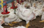 Giá gia cầm hôm nay 14/5: Giá gà trắng giảm sâu, vì sao trứng gà giá rẻ bán tràn ngập đường phố?
