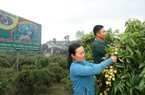 200 thương nhân Trung Quốc sắp sang Việt Nam thu gom thứ trái cây chín đỏ trên các triền đồi Bắc Giang