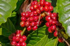 Giá cà phê phục hồi trên cả hai sàn, cà phê nội vẫn vững trên 55.000 đồng/kg