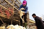 Giá gia cầm hôm nay 15/5: Gà, vịt chững giá, chuyên gia khuyên nông dân: Muốn làm giàu nên nuôi ngan Pháp