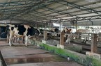 Chăn nuôi bò sữa nông hộ tại TP.HCM - bài 1: "Cái nôi" nuôi bò sữa đã hết ấm êm