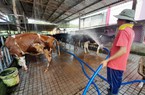 Chăn nuôi bò sữa nông hộ tại TP.HCM - bài 2: Ngành bò sữa lục tục dạt ra vùng ven