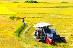 Về miền quê Thừa Thiên Huế, ngắm sắc vàng ươm mùa lúa chín, đẹp như tranh