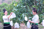 Sơn La: Xây dựng thương hiệu để nông sản vươn xa