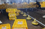 Giá gia cầm hôm nay 16/5: Giá gà, vịt nhích nhẹ, thời điểm nào phun nước làm mát mái chuồng?