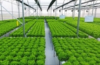 TT-Huế: Giúp nông dân, doanh nghiệp thực hành sản xuất nông nghiệp VietGAP, nông nghiệp hữu cơ 
