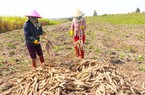 Bất ngờ: Xuất khẩu một loại nông sản của Việt Nam sang Nhật Bản tăng tới 3.357,6% 