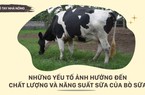 SỔ TAY NHÀ NÔNG: Những yếu tố ảnh hưởng đến chất lượng và sản lượng sữa bò