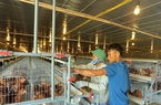 Hơn 56.000 hộ nông dân ở TP Từ Sơn sản xuất kinh doanh giỏi, có nông dân đầu tư hàng chục tỷ đồng nuôi gà