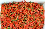 Đây là loại quả kẻ khen ngon nức nở, người chê xé lưỡi, nơi này Hậu Giang bán hàng ngàn tấn sang Hàn Quốc