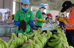 Trung Quốc giảm mua chuối, Hoàng Anh Gia Lai hụt lãi