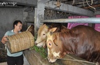 Thiếu sữa, thiếu thịt phải đi nhập khẩu: Liên kết phát triển chăn nuôi gia súc ăn cỏ bền vững