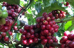 Robusta tăng mạnh, giá cà phê trong nước tiến dần mốc 60.000 đồng/kg