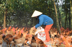 Hội Nông dân TT-Huế tổ chức 2 lớp dạy nghề chăn nuôi cho người dân huyện A Lưới 