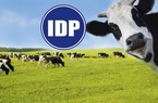 Sữa Quốc Tế (IDP) bất ngờ giải thể công ty con đã góp 99,98% vốn