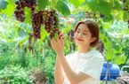 Lạc vào vườn nho trĩu quả, ăn ngay tại vườn ở Bắc Giang