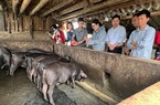 Lào Cai: Giá lợn hơi đang thấp, nông dân ở đây nuôi lợn gì mà bán được 70.000 đồng/kg, thu lời to?