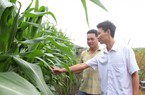 Bắp "bò sữa" là cây bắp gì, trồng như thế nào mà dân ở vùng này Tây Ninh hễ cắt là bán hết sạch?
