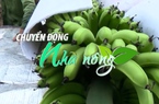 Chuyển động Nhà nông 20/5: Diện tích trồng chuối ở Mường Khương, tỉnh Lào Cai giảm mạnh